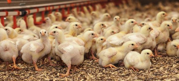 HARMONI FÔRSORTIMENT TIL KYLLINGER Norgesfôr har et stort fôrsortiment til kylling som kontinuerlig utvikles for å dekke kyllingprodusentenes behov for å velge slik at det passer til alle
