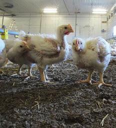 FÔRSORTIMENTET TIL KYLLING Harmoni Kylling Start Startfôr anbefales til slaktekyllingene fra innsett til de er 1014 dager. Fôret har høyt proteininnhold og gir kyllingene en god start.