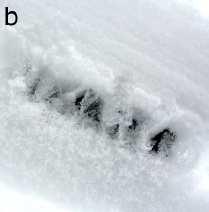 shear failure propagates in the weak layer tensile