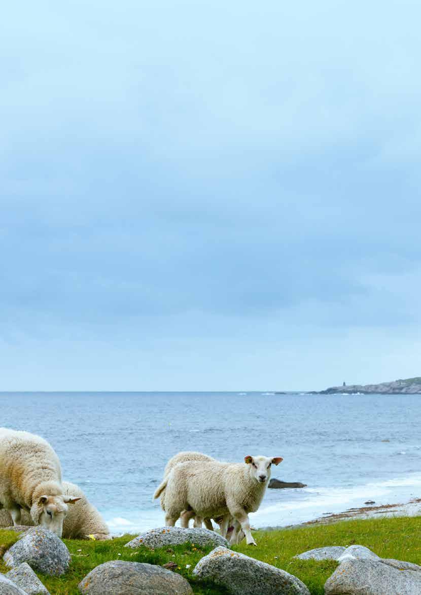 Innhold 1. Antallet bekymringsmeldinger om dyrevelferd øker for hvert år... 6 2. Noe positiv utvikling for slaktegrisen i Rogaland, men fortsatt en vei å gå... 8 3. Tap av tamrein og sau på beite.