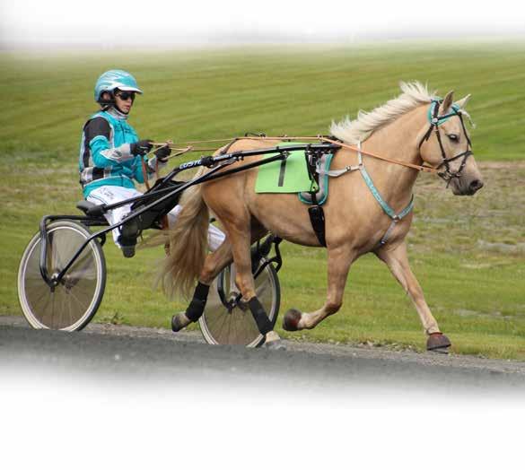 9 10 2018: 0-0 -0-0 -0 0 2017: 12-1 -1-2 -8 2700-1 Havanna Trot (S) 2220 1 1.56,4 1.58,4a 19.