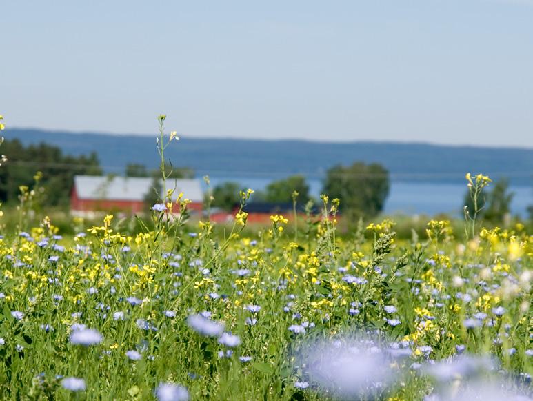 Penselsett Prima 4-pak Penselsett med plast/treskaft. God kvalitet.