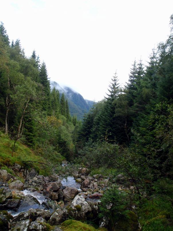 Skog er fraværende i selve fossesprøytsonen med unntak av enkelte småvokste bjørketrær. Det er ingen død ved i lokaliteten og kontinuiteten i død ved er derfor liten.