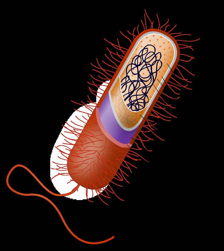 Struktur This vector image is completely made by Ali Zifan - Own work; used information from Biology 10e Textbook (chapter 4, Pg: 63) by: Peter