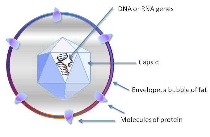 Rotavirus Bakteriofag https://en.