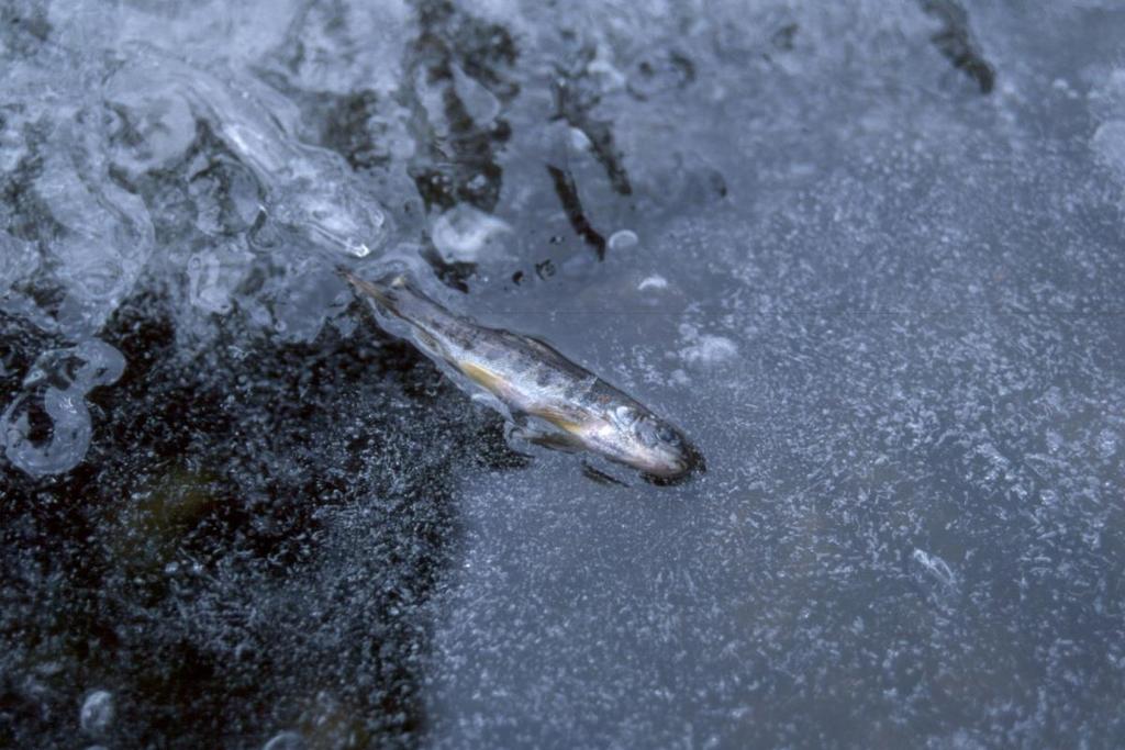Å Å miste for mye fett er også kostbart - Fet fisk lever, tynn fisk dør et nedre kritisk fettnivå for overlevelse Feb. - March 2 April - May 2.4.3 January 2 (N = 59).4.3 April 2 (N = 47).