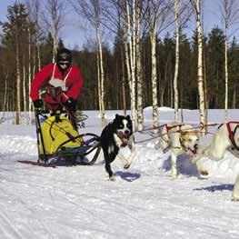 det beste for hunden din, basert på mange års erfaring