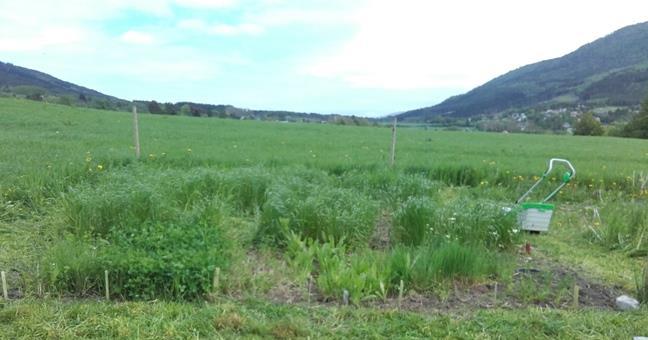 Smårutene nærmest. Fire av smårutene hadde luserne som ble svært små planter og ga rom for mye ugras. Rute to fra venstre har rødkløver, den var svært frodig og fin.