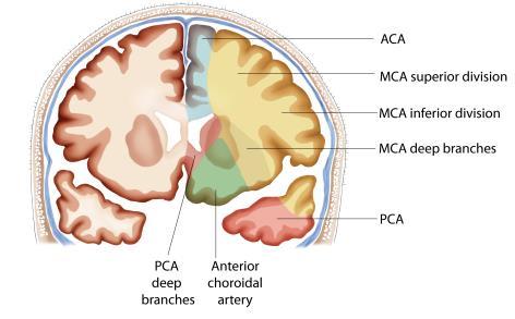 carotis, aerteria cerebri media og arteria cerebi anterior Bakre