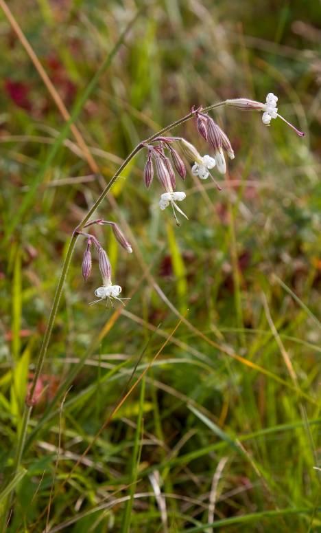 Ørstvethalvøya plante- og