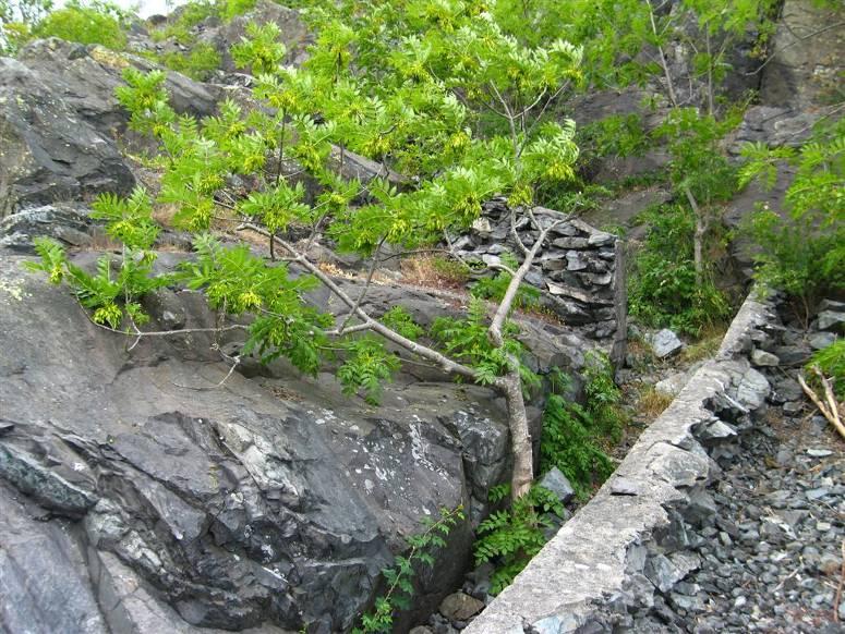 brensel. Drivved fra strendene var da en viktig, og kanskje eneste vedkilde. Lauvtrær på øya ble høstet og benyttet som dyrefor.