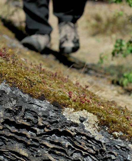 For kalkfuruskogen vil gjengroing, med høy dekningsgrad i busksjiktet, redusere lystilgangen til skogbunnen, og dermed mengden og artsmangfoldet av blomsterplanter i feltsjiktet.