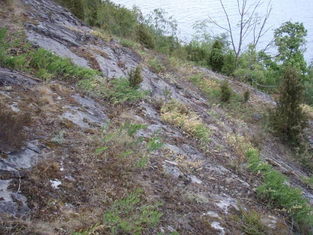 4.3.2 Sone 2 - Tørrberg i øst og på toppen Beskrivelse Sone 2 omfatter de østlige svabergene, samt det flate platået med åpen grasrik engvegetasjon i fordypninger med jord mellom nakent berg.