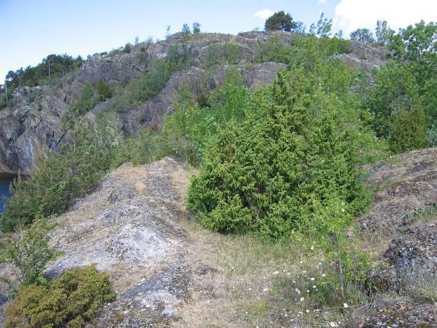 Geologien virker mer kalkrik her enn på topplatået, og vegetasjonen har større innslag av kalkelskende arter i en mosaikk av rike bergknauser, urterike kanter, rike kantkratt og små kalktørrenger.