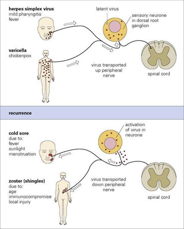 Hud 11. Psoriasis- kortisonkrem, Vitamin-D analogier, immundempende midler, sollys, fuktighetskrem. 12.