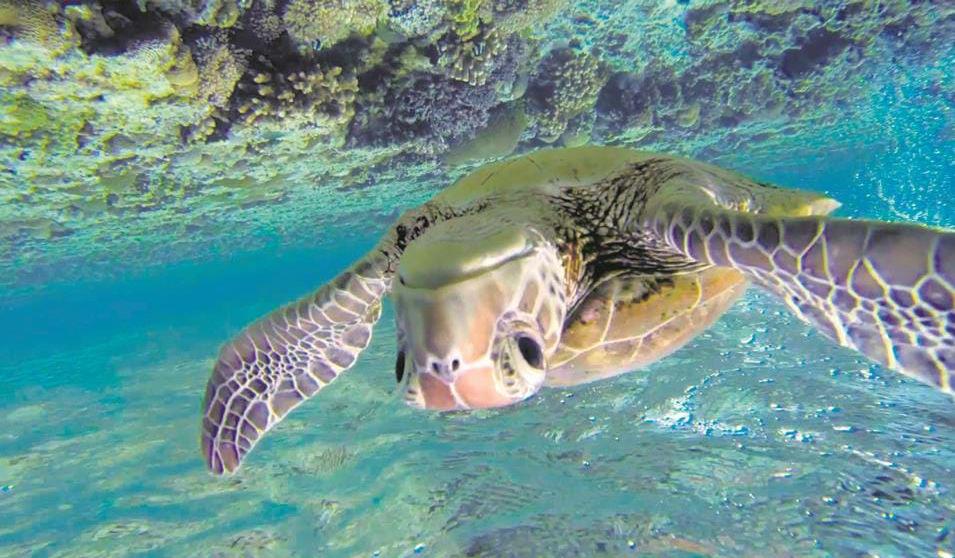 Se havskilpadder på Great Barrier Reef Dag 15: Hinchinbrook Island & Pelorus Island Om morgenen seiler dere gjennom den spektakulære Hinchinbrook Channel, med utsikt til Hincinbrook-øyenes dramatiske