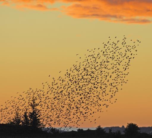 Fuglebestander Birdlife Internationals «State of the World s Birds» (2018): 40 % av verdens fuglearter er i tilbakegang, og at det er