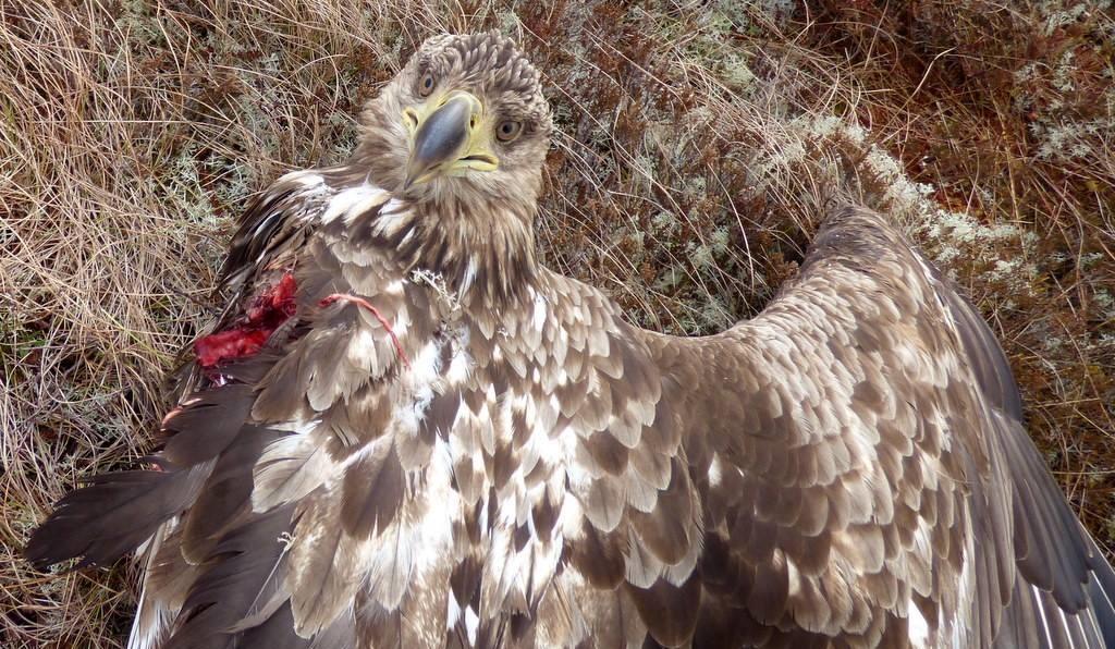 2006-2019: 96 havørn 2 kongeørn 200 lirype Gradvis nedtrapping av søk (hyppighet og antall turbiner).