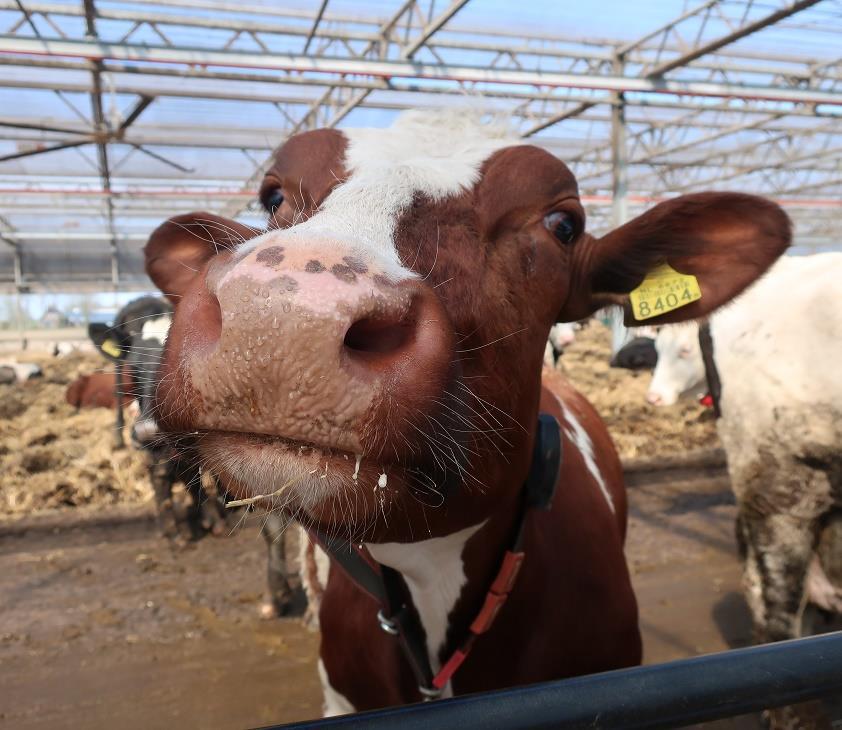 SmartCare Løsning for kua, kalven, melkeprodusenten og forbrukeren som ønsker bedre dyrevelferd Istedenfor å slippe løs kalvene blant kyrne Nytt, fleksibelt system for eksisterende løsdriftsfjøs og