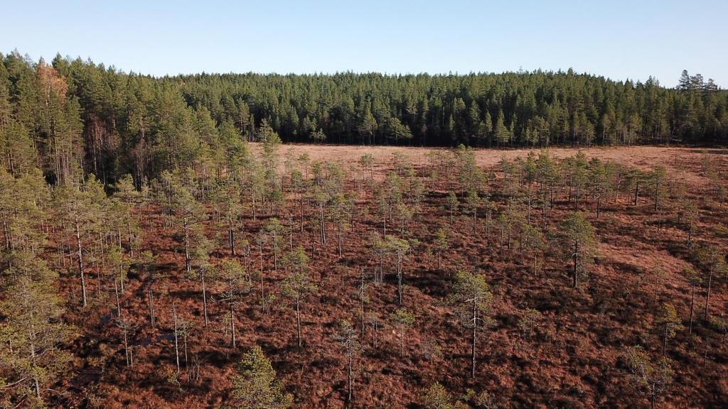 Figur 4. Dronefoto over Tretjernmyra naturreservat før restaurering.