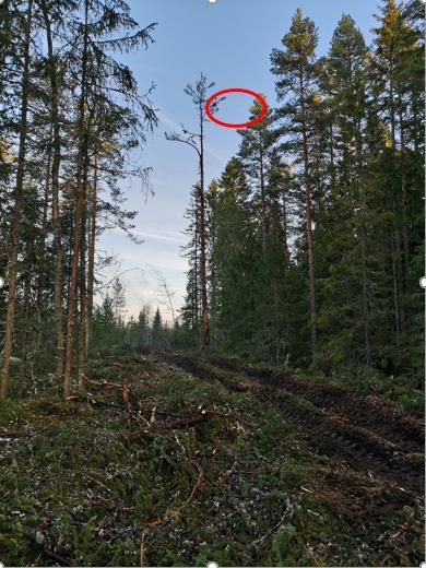 4.3 Taksering av skog Denne gjennomgangen baserer seg på rapporten fra (Osborn - 2017 m. flere) og NORSKOG sin erfaring og innspill fra Stefano Puliti.