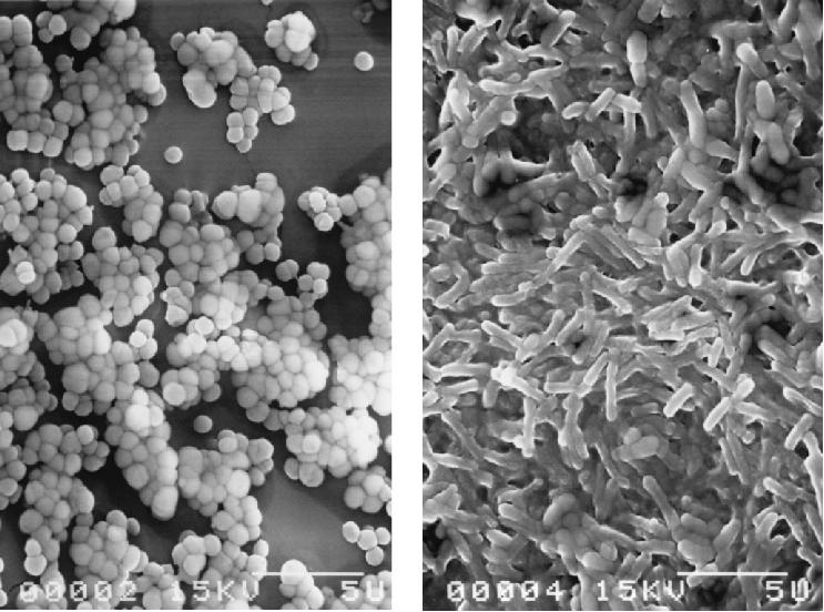 Biofilm Bakterier festet til en overflate og omgitt av en organisk