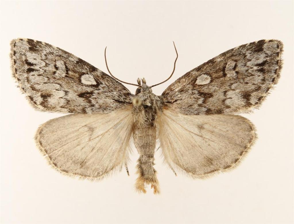 Jeg registrerte 14 rødlistede sommerfuglarter i Telemark i 2018: Bembecia ichneumoniformis (Denis & Schiffermüller, 1775) Coleophora albitarsella Zeller, 1849 VU Limnaecia phragmitella Stainton, 1851