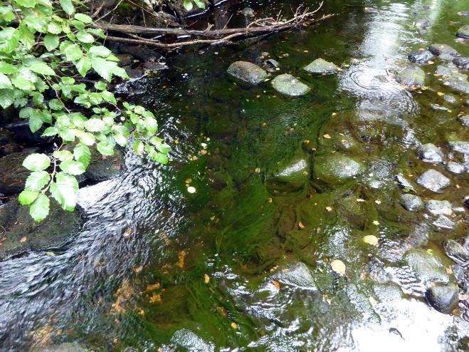 Tidvis svært liten vannføring og tilførsel av næringsstoffer gjør at elva også oppstrøms dagens E18 er sterkt preget av grønne trådalger og tette kolonier av vannplanter tusenblad, jf. figur 3.