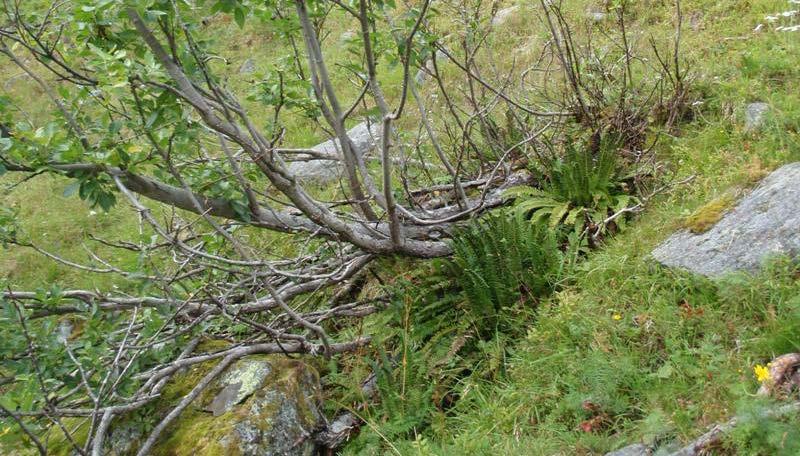 Karplanter, moser og lav Vegetasjonen langs nedre del av elva består av en smal sone med gråorskog. Området bærer sterkt preg av menneskelig påvirkning i form av diverse inngrep og hogst.