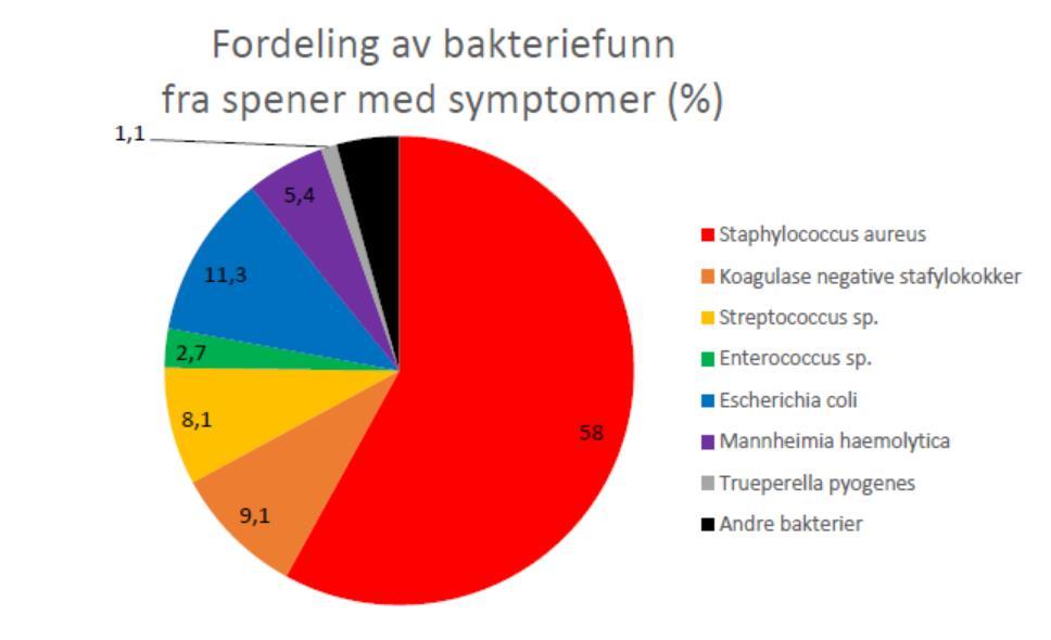 bakterier Omtrent de samme resultatene som fra 2003-4 Lite antibiotikaresistens