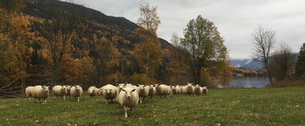 Høst Behandling mot rundorm (ormkur) Livdyr behandles etter innsett (utegang: frost),