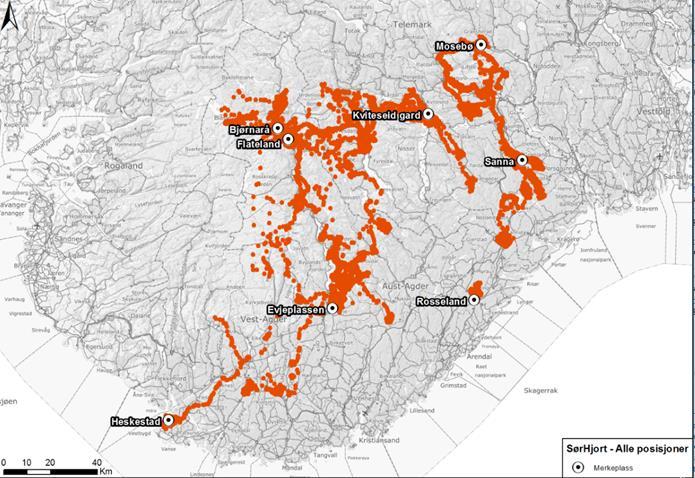 SØRHJORT -noen resultater 84 % trekkende dyr Trekkdistanse i snitt nesten 30 km Vårtrekk startet i snitt 3.mai og varte 8 dager Høsttrekket startet 27.