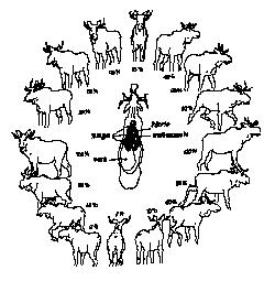 RAPPORTSKJEMA VED PÅSKUTT/SKADESKUTT ELG (Returneres Tranøy kommune omgående etter skadeskyting.) Vald nr,.. Elgvaldets navn... Jegerens navn og adr.:.. Tlf.nr:.