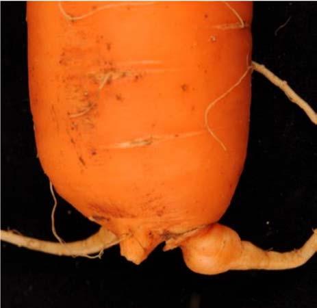 rotsårnematoder og pin nematoder er funnet, det ble også funnet Agrobacterium