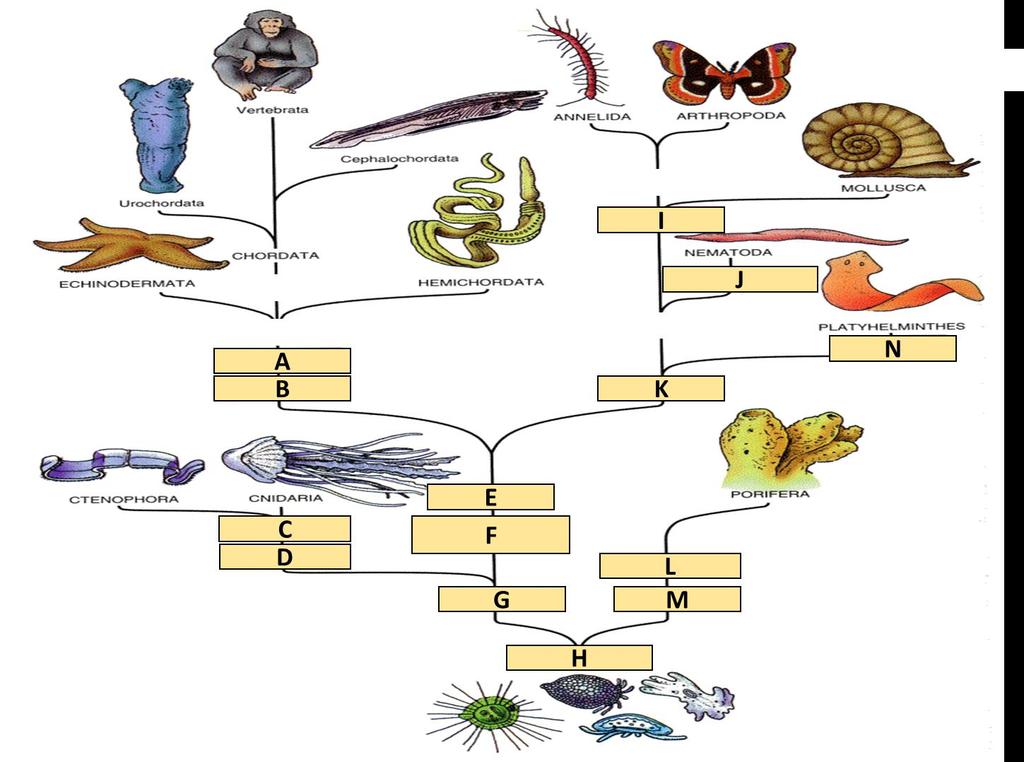 Bokmål Oppgave 1 Beskriv livssyklusen til en mose med tegning. (100%) Oppgave 2 a) Beskriv gametofyttene for moser, karsporeplanter og frøplanter - hva har de til felles, og hva er annerledes?