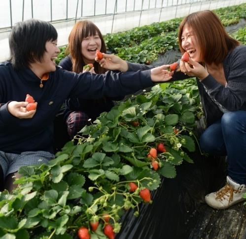 はなお花見ツアー よしのやまさくらさくらはなひるはん吉野山の桜がとてもきれいです!