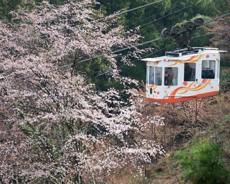 はなお花見ツアー よしのやまさくらさくらはなひるはん吉野山の桜がとてもきれいです!