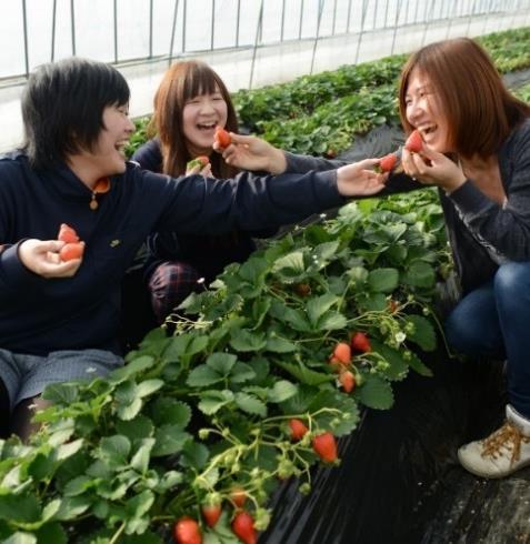 (Tel:090-1256-0139) べんとうものもき お弁当と飲み物を持って来てください でんしゃ 電車とロープウエーに二千五百円かかります あめとき 雨の時は行きません がいちご狩りツアー きせつきえんがいちごがおいしい季節が来ました!