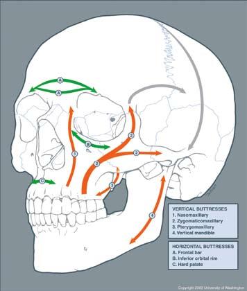 Spina iliaca anterior superior er blitt ny kjevevinkel. nben kan gi betydelig volumforandring og enoftalmus. Orbita-takfrakturer forekommer ofte ved kraniofaciale skader.