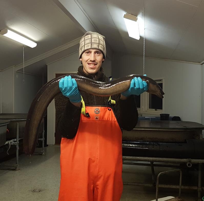 Steffen viser frem en voksen ål på 2,84 kg. Foto: Kristian Pettersen. Det var en økning på 56 % i antall nedvandrende ål i Imsa i 2016 sammenliknet med 2015 (tabell 11).