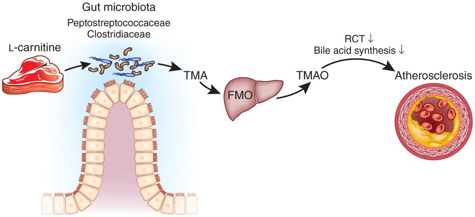 Kosthold, tarmflora og hjertesykdom 1. Nutrients 2. Gut microbiota 3.