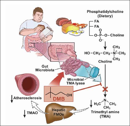 Strategies to target the gut microbiome Lynch SM, NEJM 2016 Drug the bug!