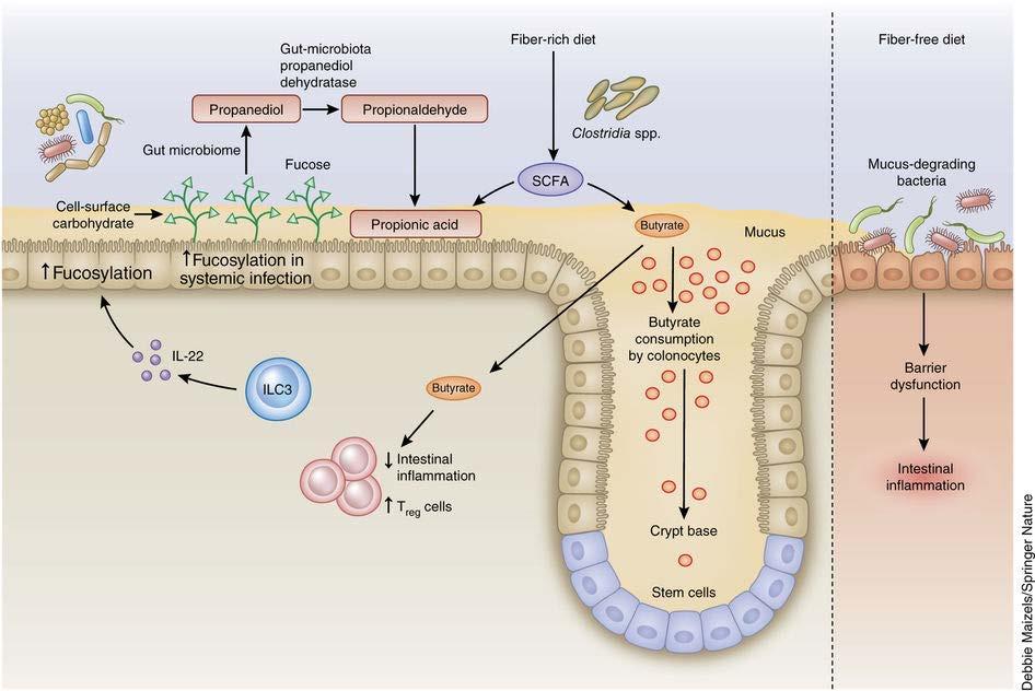 Øker fiberrik kost butyrat?
