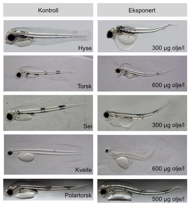 Hyselarver (kontroll og høy oljedose) som har blitt eksponert for dispergert olje under embryostadiet og deretter overført til rent vann og fulgt 4 dager etter klekking.