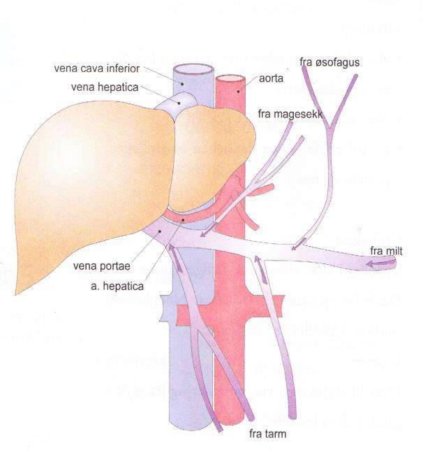 Leveren Leveren får sin blodforsyning både fra en arterie (arteria hepatica) og en vene (vena porta).