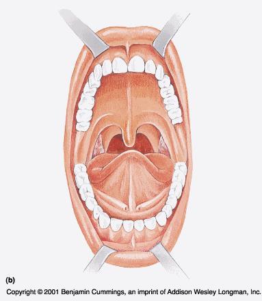 Munnhulen, forts. Gulvet av munnhulen Gulvet består av tungen som inneholder mange små knopper med smaksceller. Tennene Tennene er festet til overeller underkjevebeinet.