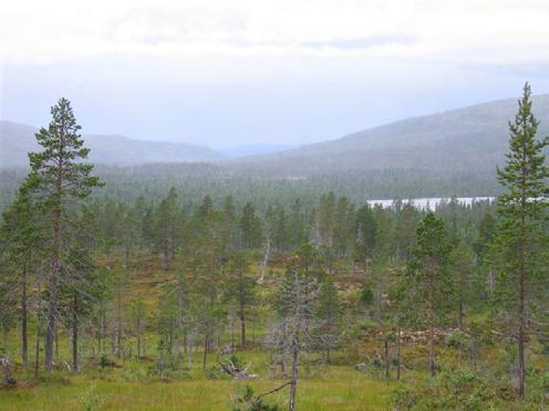 langs bakkemyrene mot dalbunnen.