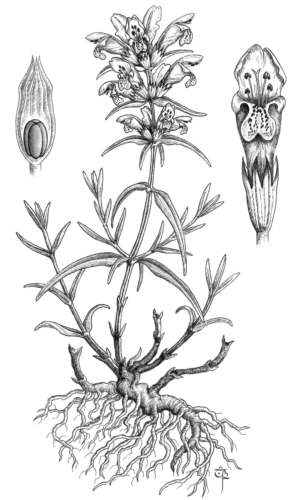 og uten hår. Planten er flerårig med en forgreinet rotstokk. Fra rotstokken kan det dannes nye, genetisk like enkeltplanter som alle stammer fra samme individ.