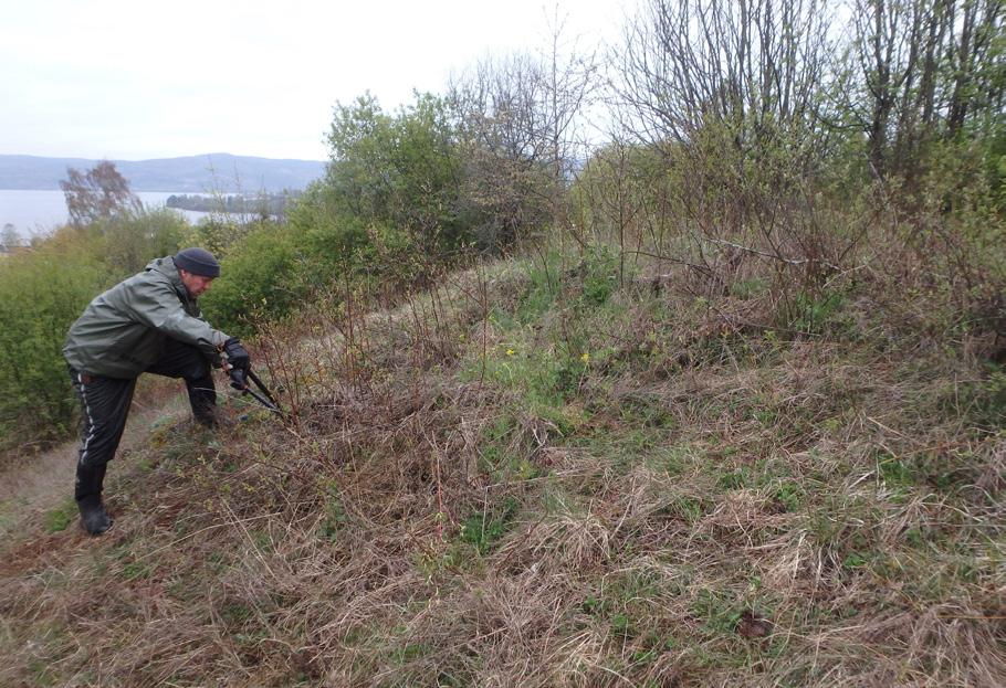 Dragehode trives i beitemarker hvis beitetrykket ikke er for hardt over lang tid. Foto: Geir Høitomt Litt krafsing i jordoverflaten vil gjøre forholdene bedre for etable ring av frøplanter.