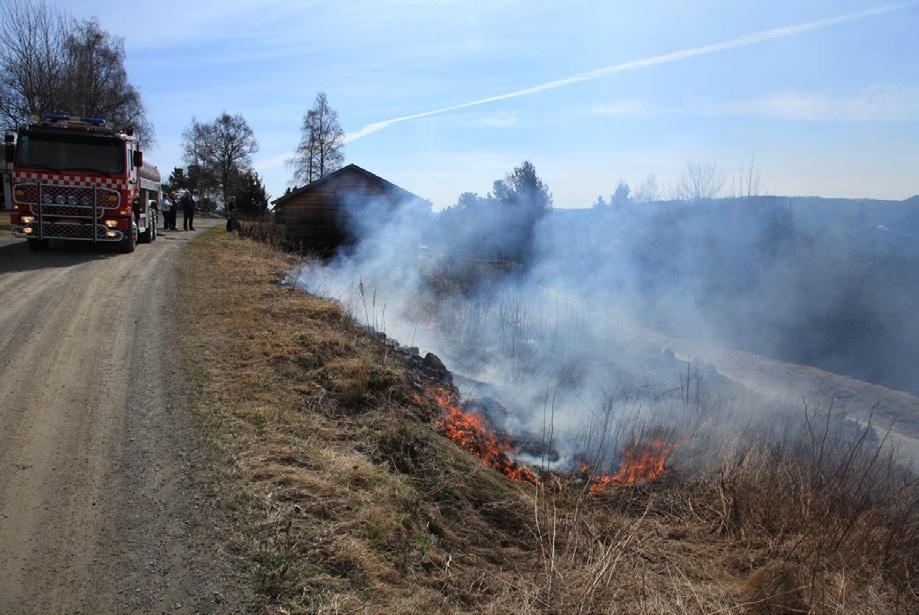 vil trolig reagere positivt på brenning hvert år eller hvert annet år. Brenningen bør skje så fort marka og daugraset har tørket opp tidlig på våren og ikke etter at dragehodeplantene har spirt.